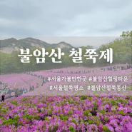서울 가볼만한곳 불암산 철쭉동산 철쭉제 후기/ 주차 볼거리 나비정원
