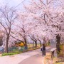 부천시 오정동 베르네천 벚꽃길