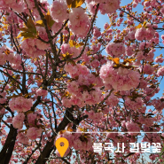 경주 겹벚꽃 명소 불국사 봄 핫플레이스