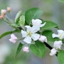 [청송군=경북온뉴스] [포토뉴스] 사과꽃 향기 가득한 청송의 봄