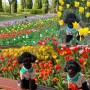 인천 송도 튤립축제 해찬솔공원과 튤립로드 강아지랑 꽃구경 가기 좋아
