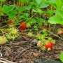딸기 모종 키우기 : 노지 딸기 심는시기 집에서 딸기씨 화분 물주기