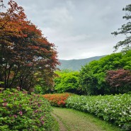 화순 철쭉: 수만리 생태숲공원