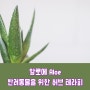 알로에 ALOE 반려동물을 위한 허브 테라피