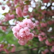 제주 감사공묘역 겹벚꽃명소 핫플 여행 4월 가볼만한곳