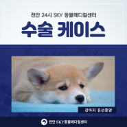 천안24시동물병원 + 천안24시스카이동물메디컬센터, 강아지 유선종양 수술/치료