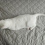 고양이 사료 힐스 퍼펙트웨이트 고양이 다이어트사료 급여후기 4탄