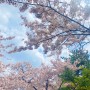[블로그씨] 벚꽃 나들이