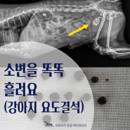 강아지 소변이 똑똑 떨어져요 : 강아지 요도결석으로 인한 요도폐색 치료 후기(강아지 요로결석)