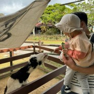 26개월 아기랑 1월 오키나와 3일차 : 어린이나라 동물원 w 500엔