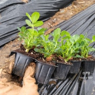 땅콩키우기 심는시기 파종시기 수확시기 땅콩모종 심는방법