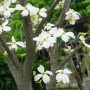 봄에 하얀 꽃 피는 나무 : 산딸나무(미산딸나무), 팥배나무, 이팝나무