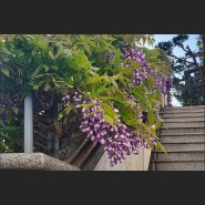 서울 성북동 사택 등나무 꽃