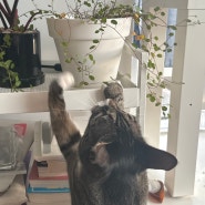 트리안과 고양이, 트리안에 하트잎이 새로 핌 !