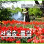 서울숲 튤립 서울 가볼만한곳