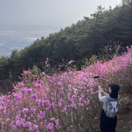 [경남] 창원 천주산 등산 후기(2024.4.10 방문) : 진달래 활짝 핀 천주산
