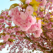 만개한 겹벚꽃을 만날 수 있는 부산 유엔공원(+주차, 겹벚꽃 상황)