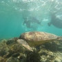 2024.04.23렛츠고보홀 호핑투어 ~Snorkeling in Balicasag with these beautiful fishes and turles~