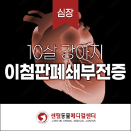 부산 강아지심장병 심잡음 원인, '이첨판폐쇄부전증' ㅣ 센텀동물메디컬센터 수영점