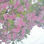 미사리 조정경기장 겹벚꽃/ 왕벚꽃 나들이 2024.04.23