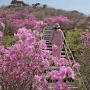 대구 비슬산 참꽃 군락지(참꽃문화제 축제) 체계적 관리, 꽃반 벌레반