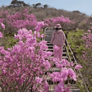 대구 비슬산 참꽃 군락지(참꽃문화제 축제) 체계적 관리, 꽃반 벌레반