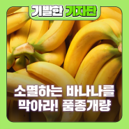 소멸하는 바나나를 막아라! 품종개량