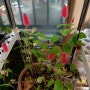 2024.04.23. 식물일기 - 붉은여우꼬리 단풍나무 피쉬본