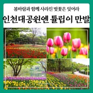 인천대공원 튤립이 알록달록