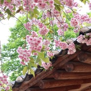 전국 벚꽃 명소 오늘 서산 개심사 겹벚꽃 청벚꽃