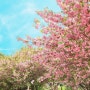 겹벚꽃 봄 나들이_은성사, 보정동 카페거리