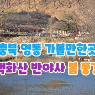 충북 영동 가볼만한곳 백화산 반야사 봄 풍경