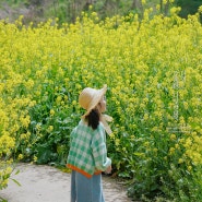 대구 유채꽃밭 요즘은 여기가 유채꽃 명소 대명천 달서천 강정보디아크