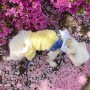 경북 구미 ㅣ 애완견 산책 나들이 겹벚꽃 연꽃 명소 - 문성지 들성생태공원