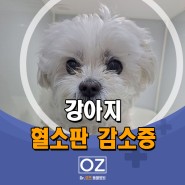 강아지 혈소판감소증 - 분당 Dr. 오즈 동물병원
