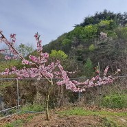 파릇파릇 텃밭의 봄 풍경