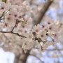4월 일상_1 | 새로들인 애플워치와 에어팟, 걷기에 중독된 하루하루, 꽃구경하러 피크닉, 봄에 취하는 일상기록