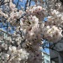 4월 1주차 일기-봄꽃들, 사전투표, 층간소음 꺼져줄래