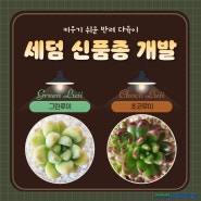 인기 다육식물 세덤 신품종 '그린루이', '초코루이'
