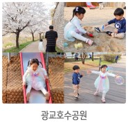 수원 광교호수공원에서 벚꽃구경 산책