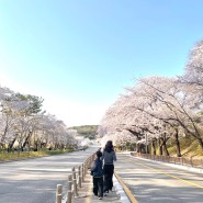 과천 서울대공원 벚꽃 구경 봄나들이 다녀온날