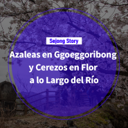 Azaleas en Ggoeggoribong y Cerezos en Flor a lo Largo del Río(심소은 기자님)