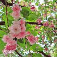 〔4월 웹서퍼 봄 일상〕겹벚꽃런 인간 광합성 산책