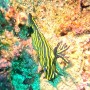 필리핀 사방비치 로컬 다이빙샵 Tinas Reef Divers