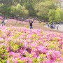 노원구 가볼만한곳 불암산 나비정원 철쭉동산 축제 4월 꽃구경 주차장