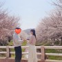 2024 벚꽃놀이 : 인천자유공원, 당진 벚꽃길