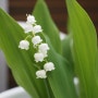 노지월동 야생화 토종 은방울꽃 키우기 은방울꽃 꽃말