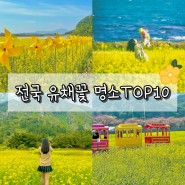 전국 유채꽃 명소 TOP10, 진짜 이쁜 곳 총집합!