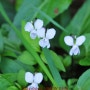 흰젖제비꽃... (2024. 04. 24. 수요일)