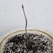 바오밥 나무 분갈이 ('24.04.24)